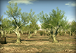 Olive Orchards