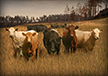 Livestock Herd