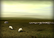 Campo dei pastori