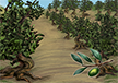 Olive Orchards